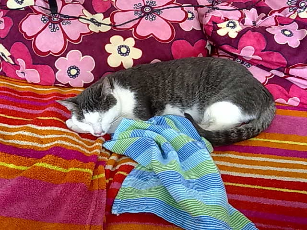 Mausi und Männlein suchen ein neues zu Hause - Katzen - Duisburg