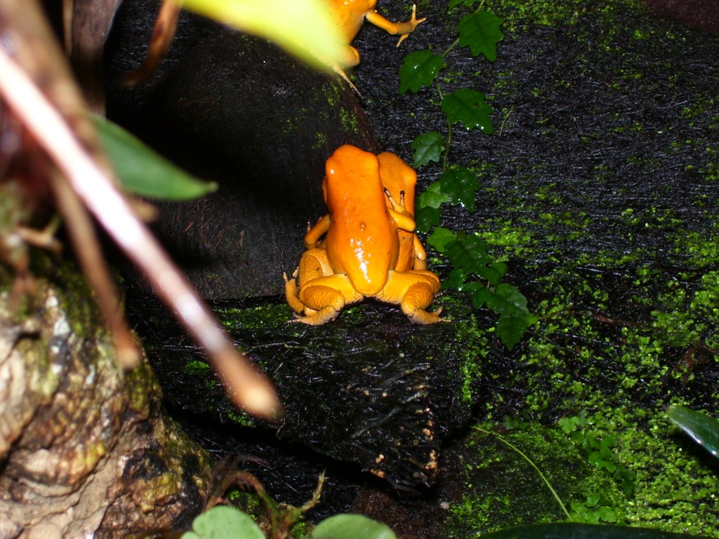 Biete Phyllobates terribilis orange NZ - Amphibien - Emsdetten