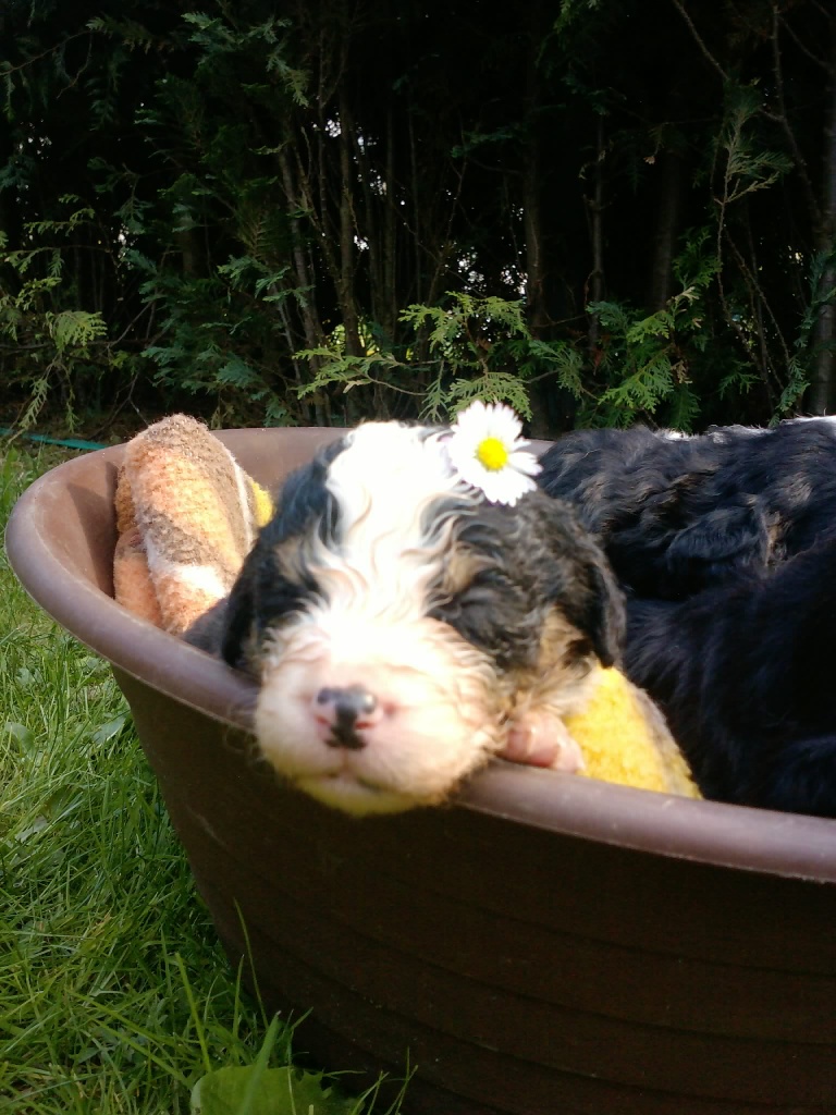 5 aufgeweckte süße Bernerwelpen - Hunde - Dingelstädt