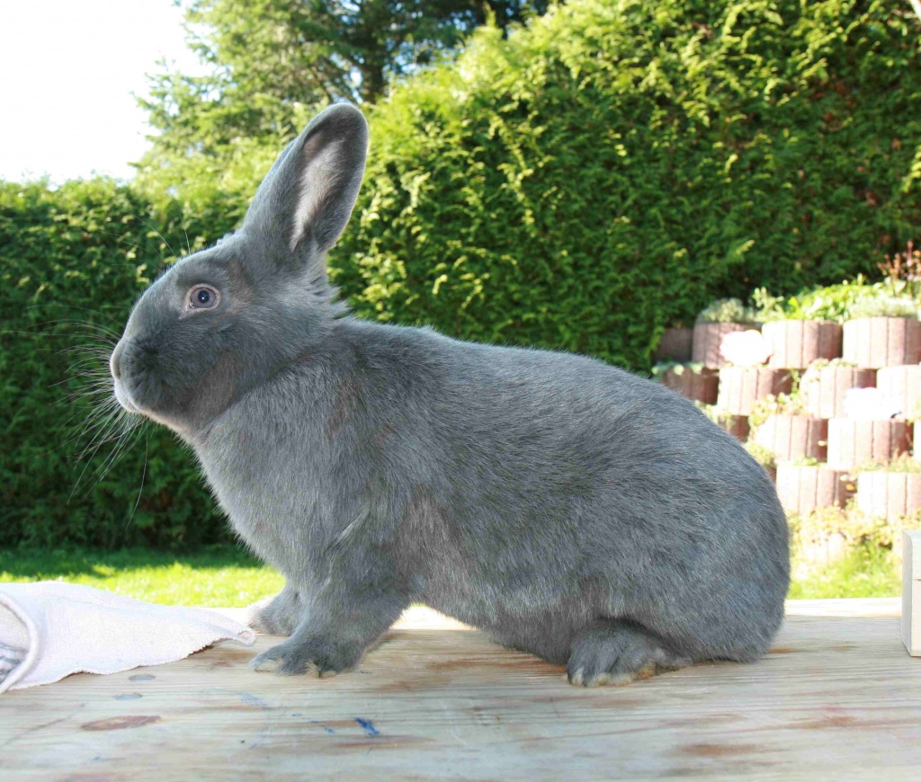Suche Rote Neuseeländer Kaninchen Blaue Wiener - Nagetiere - Burg Stargard