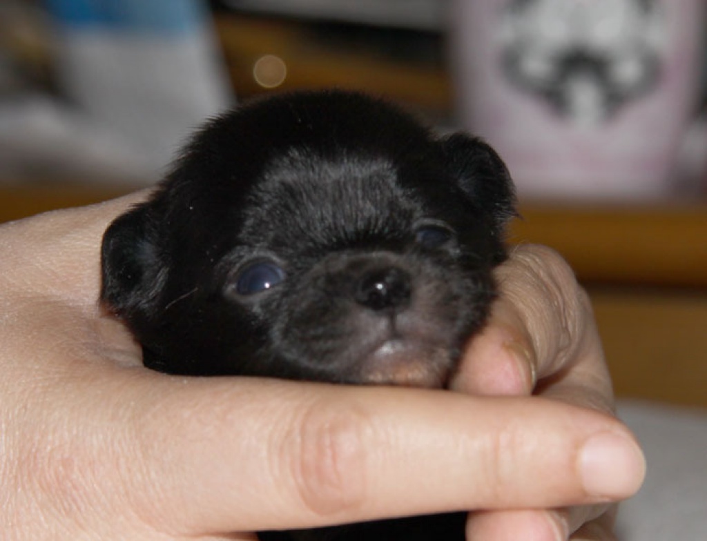 Chihuahuawelpen - Hunde - Mühlheim am Main