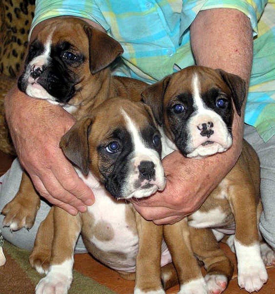 Super süsse Boxerwelpen ab 23.05.11 abzugeben - Hunde - Munich