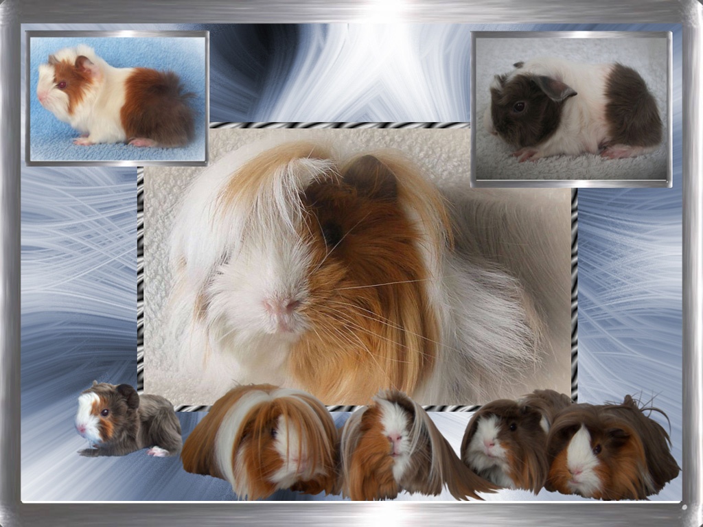 Peruaner Meerschweinchen aus Rasse - Liebhaberzucht in Slate Blue-Gold -Weiß - Nagetiere - Bremen