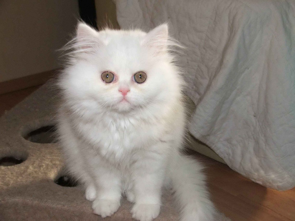 Perser-Babys suchen neue zu Hause - Katzen - Osnabrück