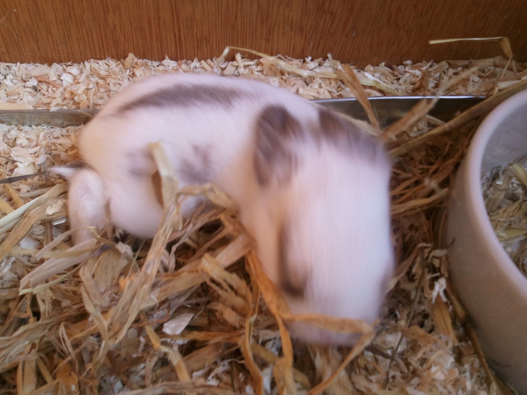 Süße Kaninchenbabys abzugeben - Nagetiere - Osnabrück