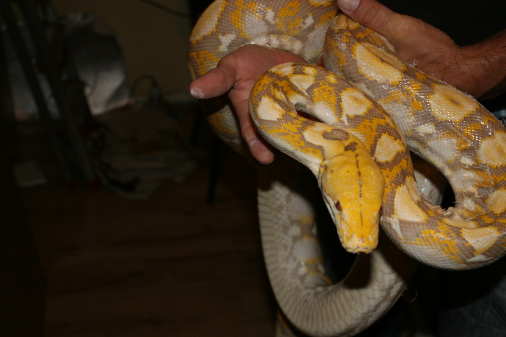 1,0 P.reticulatus Dark Lavender - Reptilien - Berlin /Schönefeld