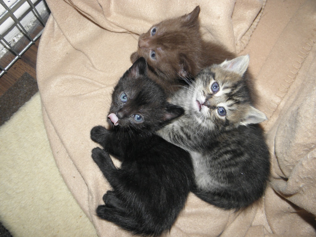 Die ganz besonderen Katzen (Munchkins), super süße Kitten !!! - Katzen - Hattingen