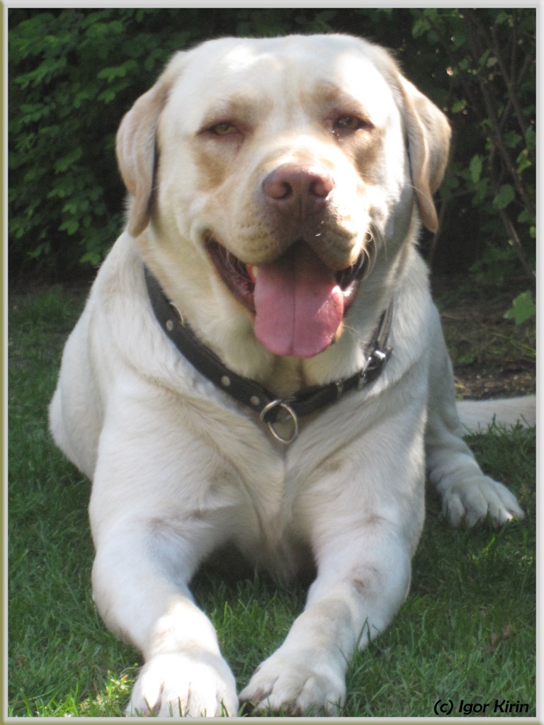 ♥ Gelber Labrador Deckrüde ♥ - Hunde - Monheim am Rhein
