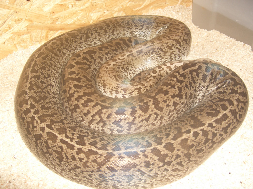 Tigerpython Kleinanzeigen | Tigerpython Anzeigenmarkt | Tigerpython ...