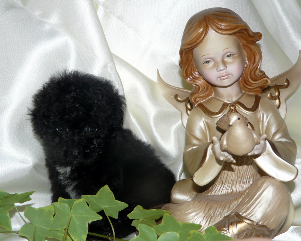 Mini Pudel - Hunde - Tiefenbach