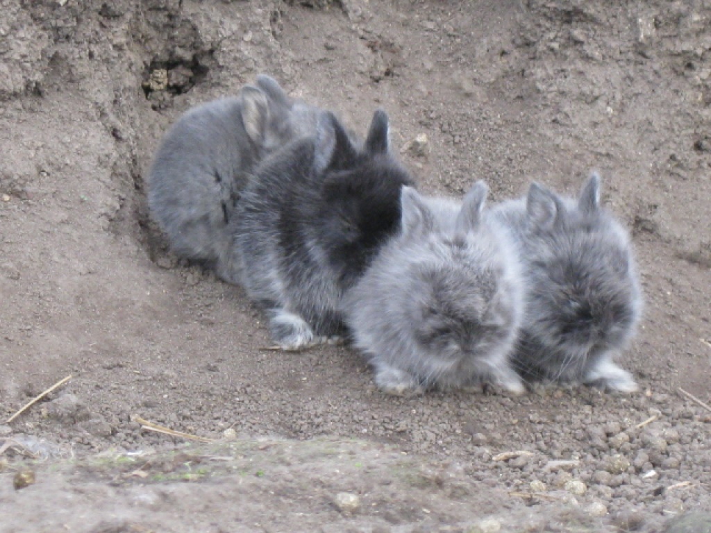 Einige süsse Häs chen abzugeben - Nagetiere - Neukyhna