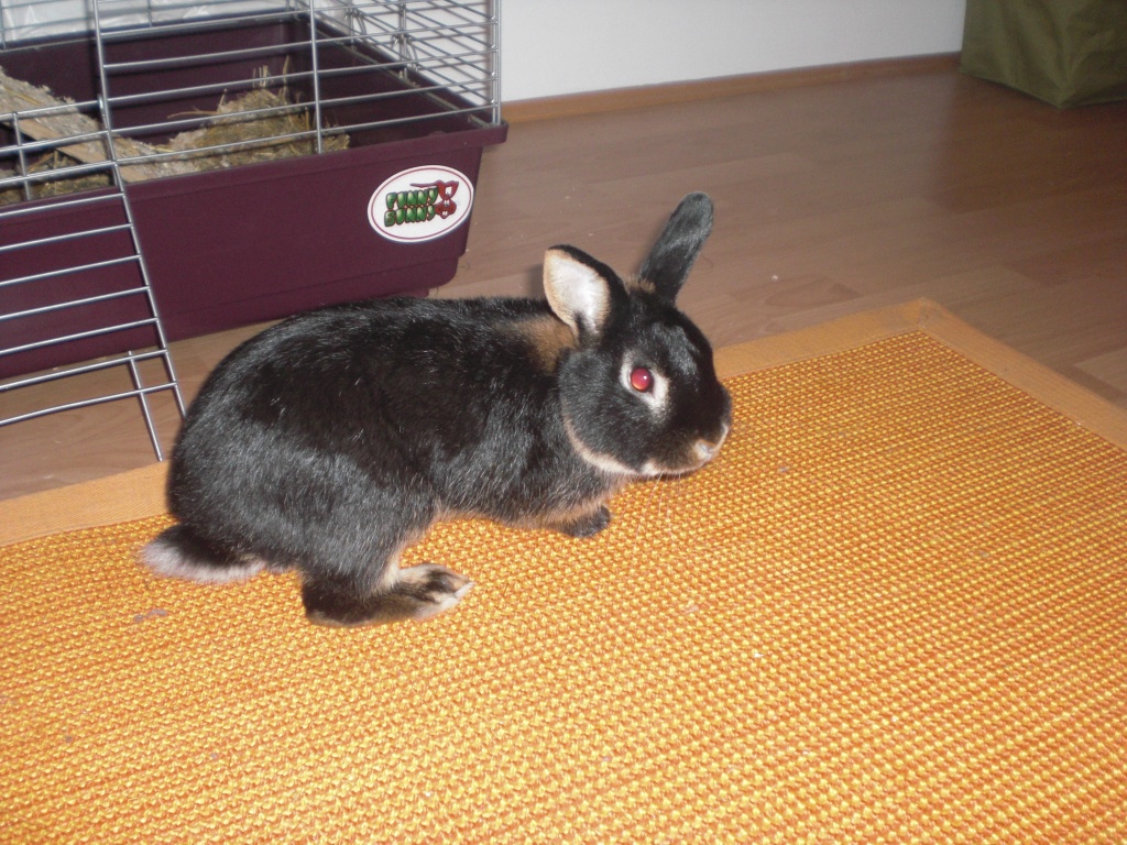 Kleines liebes Hasenmädchen sucht neues zu Hause - Nagetiere - München