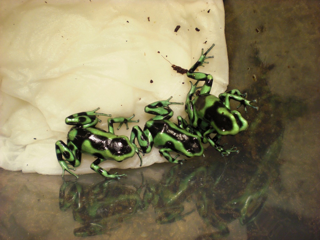 Pfeilgiftfrösche, Dendrobates auratus (Goldbaumsteiger) deutsche NZ 2021 - Amphibien - Mainz
