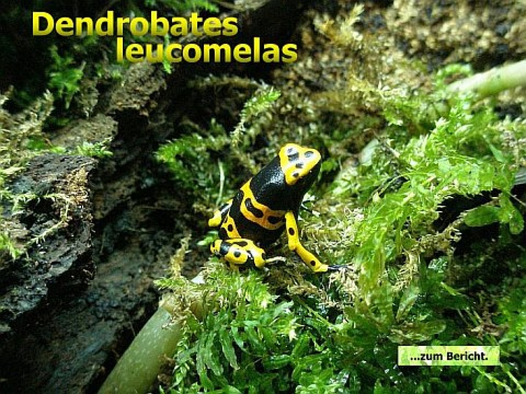 Dendrobates leucomelas - Amphibien - Borken