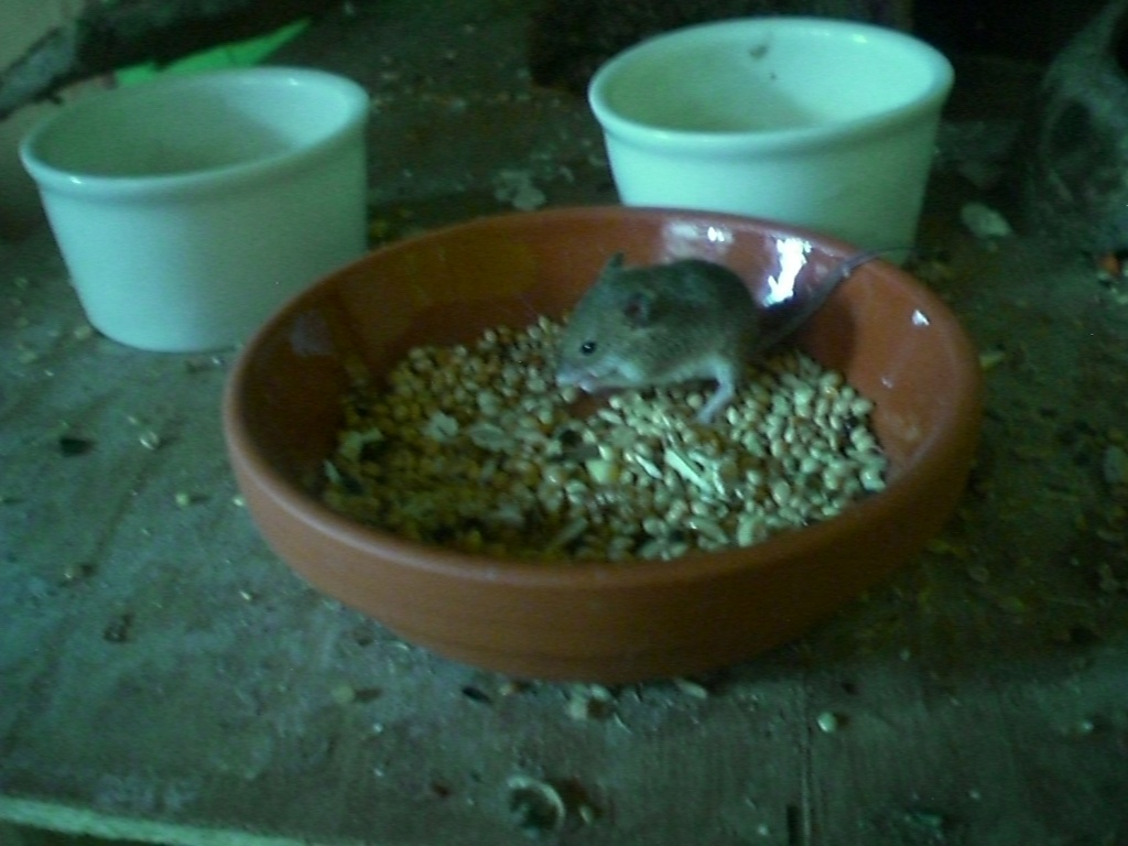 Afrikanische Knirpsmäuse Zwergmäuse aus Hobbyzucht - Nagetiere - Königsbrunn