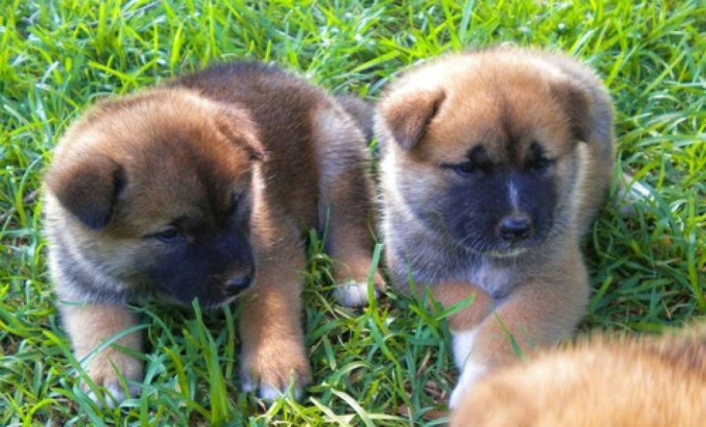 Akita Inu Welpen - Hunde - Brandenburg an der Havel