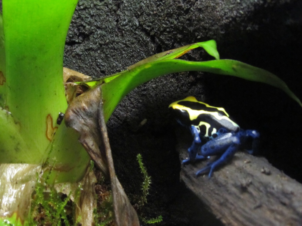 Pfeilgiftfrösche Dendrobaten aus Bamberg - Amphibien - Frensdorf
