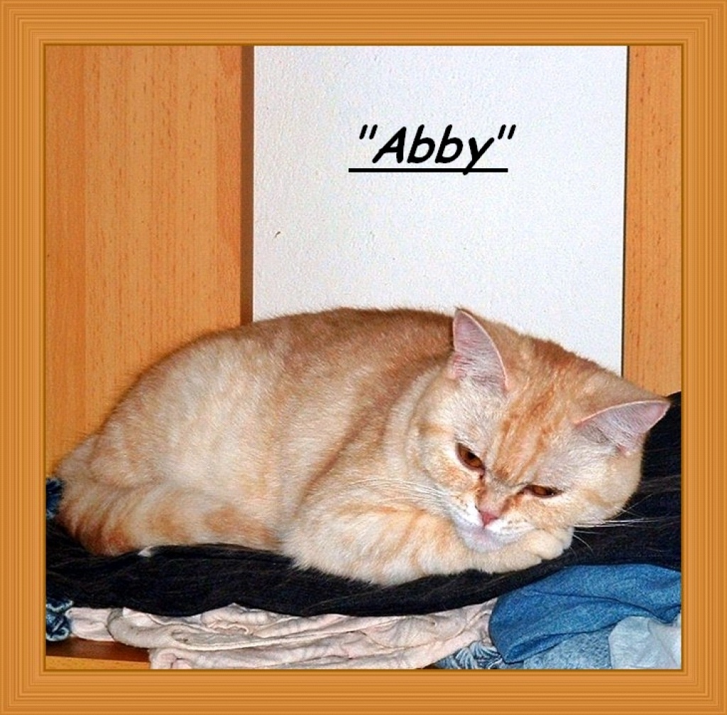 Unsere  Abby  hat ihre ersten Kitten!!! - Katzen - Bad Oeynhausen