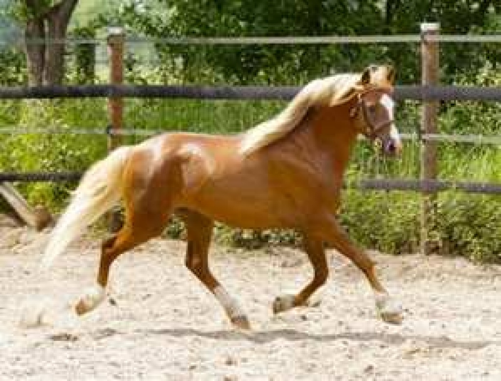 Walisische Pony zu verkaufen - Pferde - Marburg