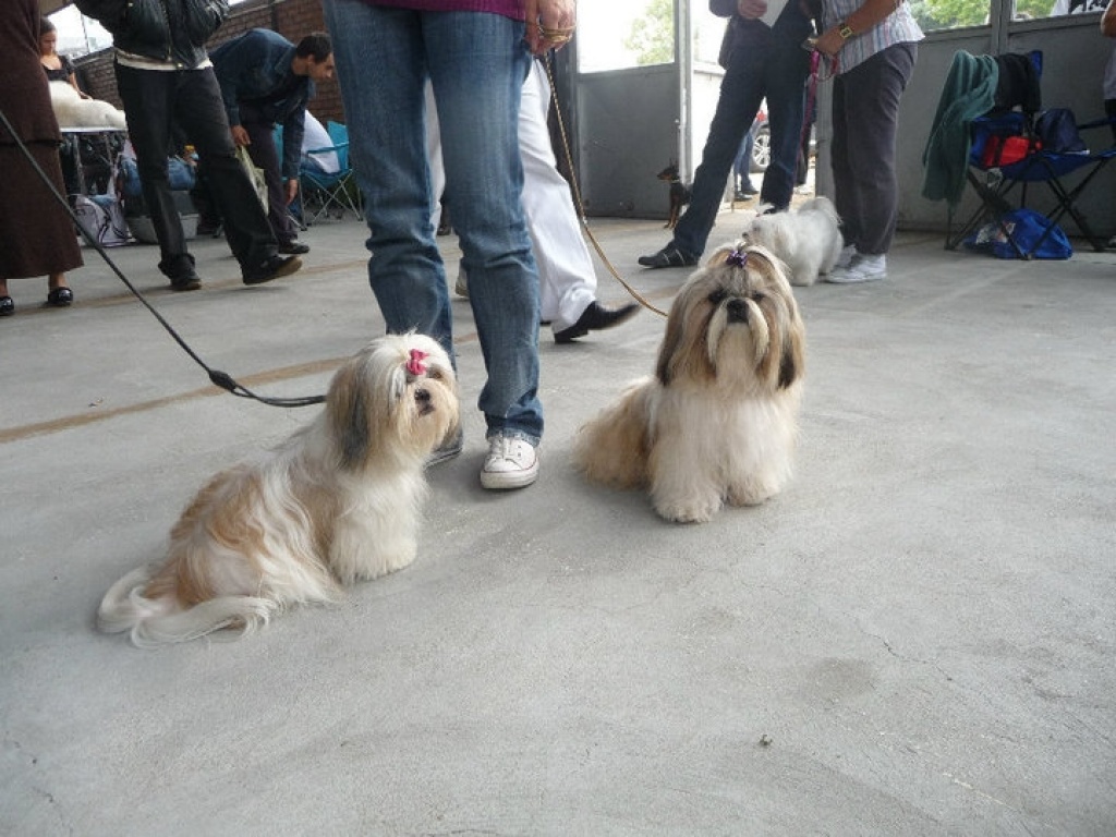 Shih Tzu süße Welpen zu verkaufen - Hunde - Belegrad