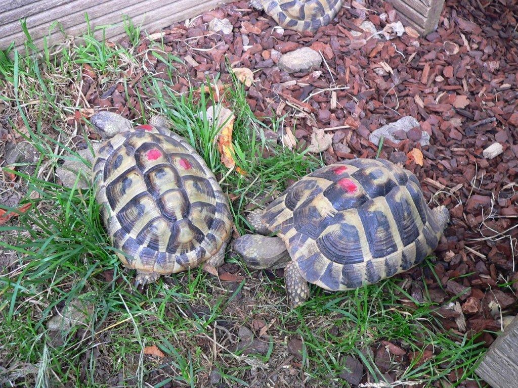 Griechische Landschildkröten und Maurische Landschildkröten zu verkaufen - Reptilien - Aachen