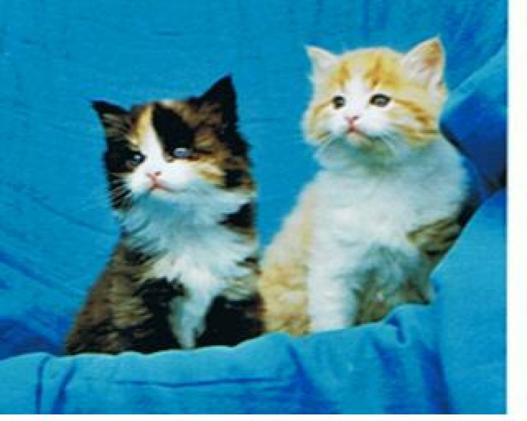 2 wuschelige Kätzchen suchen Garten mit Haus - Katzen - Obergriesbach