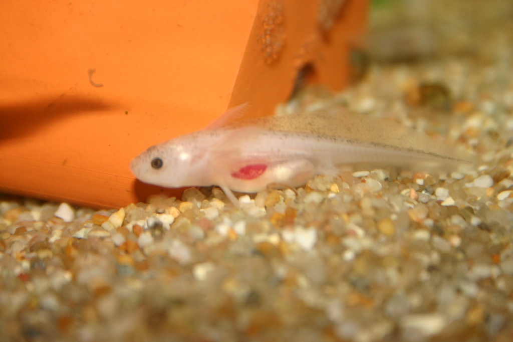 Axolotl Wildlinge Goldalbinos Harlekine - Amphibien - Dresden