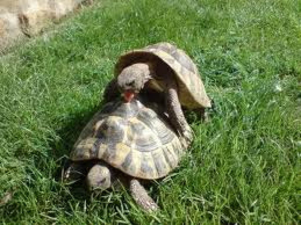 Paarungsbereite griechische Landschildkröten - Reptilien - Schildau Gneisenaustadt