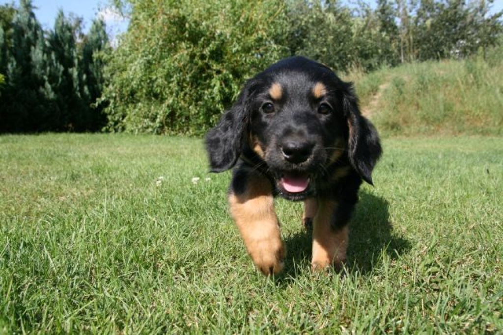 Wir erwarten Hovawartwelpen im August - Hunde - Dahlewitz