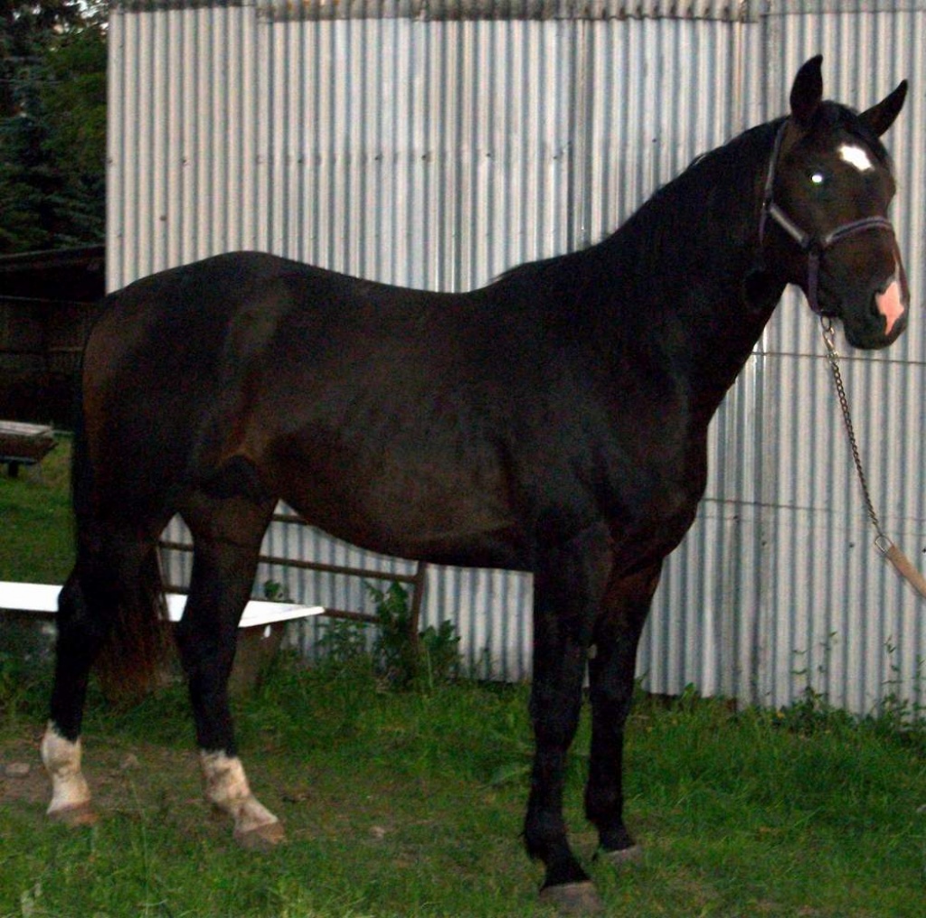 Schicker SW - Hengst - Pferde - Eppendorf