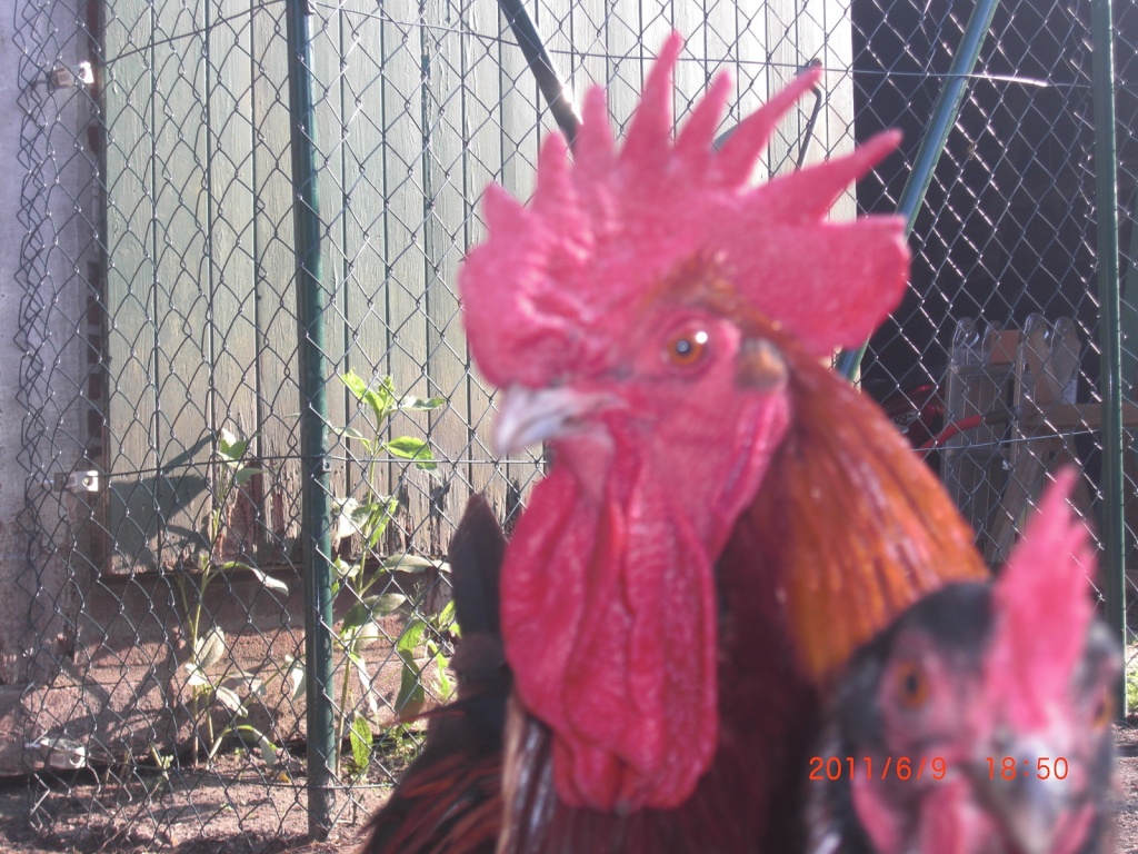 Junge Marans / Jersey Giants / Bruteier Deutsche Lachshühner - Nutztiere - Bremervörde