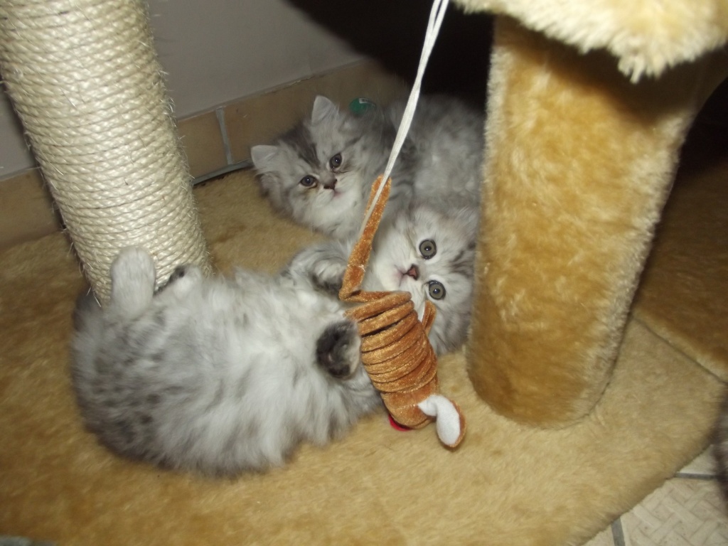 Perserbabys auf die Plätze fertig schnurren - Katzen - Mörsdorf