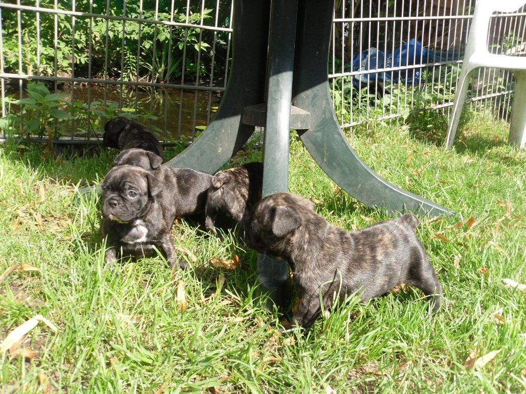 5 süße franz. bulldoggen welpen - Hunde - Berlin