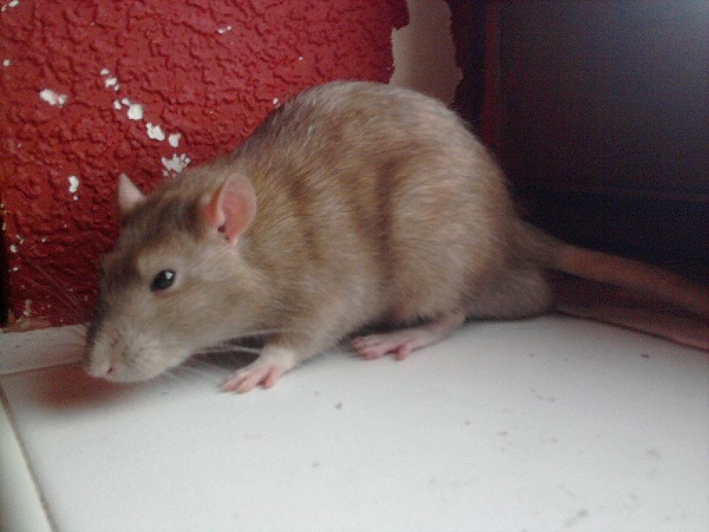 Erwarte rattenbabys - Nagetiere - Bremen