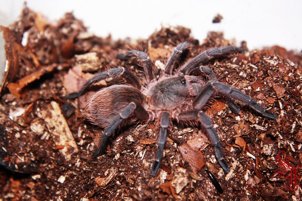 Samtvogelspinne (Acanthoscurria suina) - Insekten - Füssen