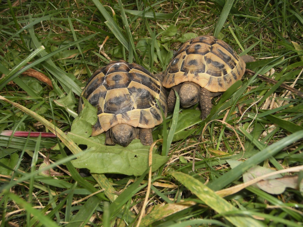 Griechische Landschildkröten abzugeben - Reptilien - Mainz