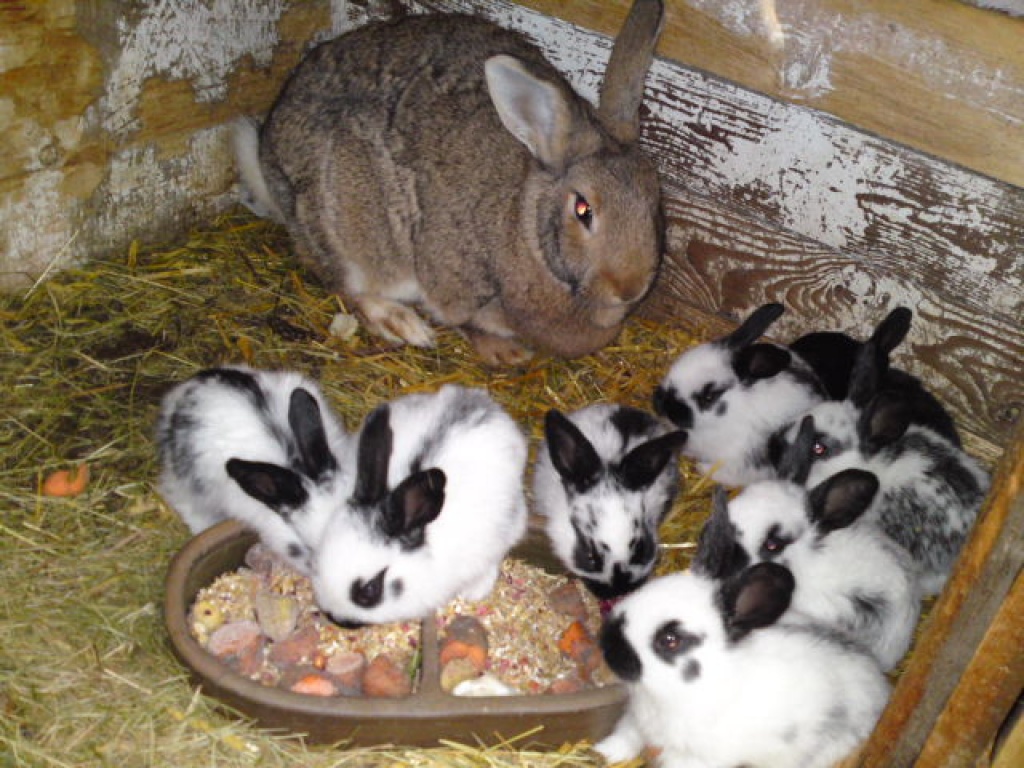 Junge Hasen zu verkaufen - Nagetiere - Grünhain Beierfeld