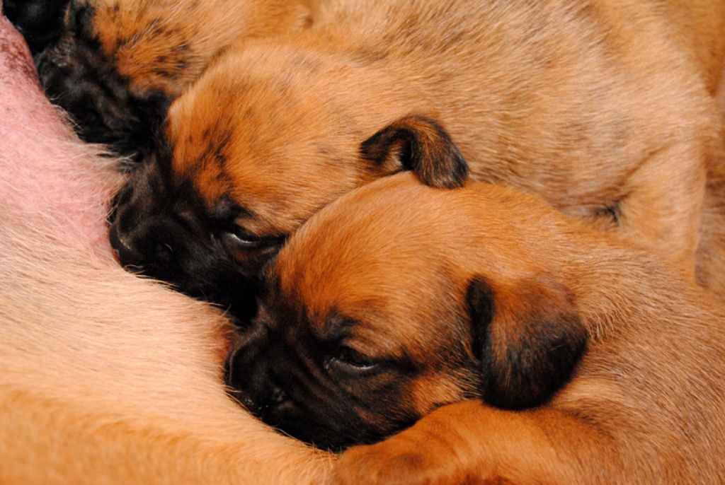 Boxerwelpen abzugeben - Hunde - Essen