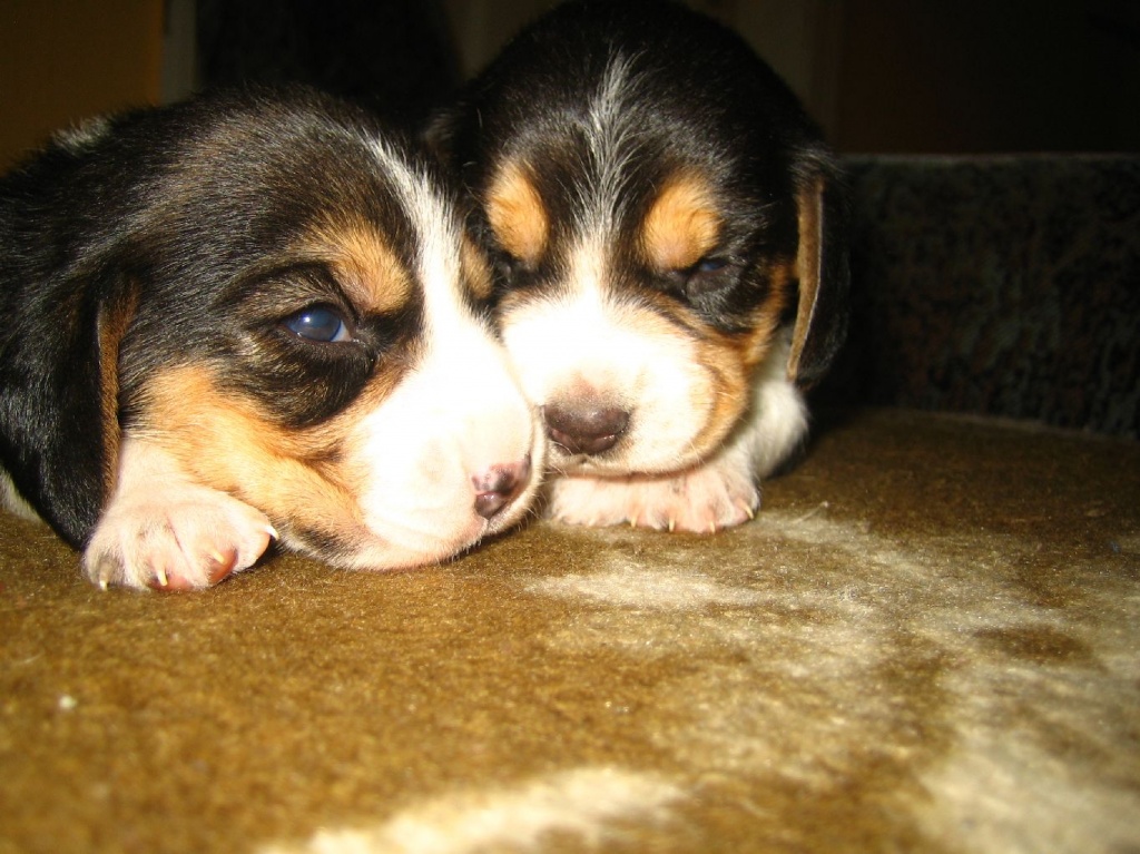Wunderschöne Beagle Welpen!!! - Hunde - Dreeker Fladder