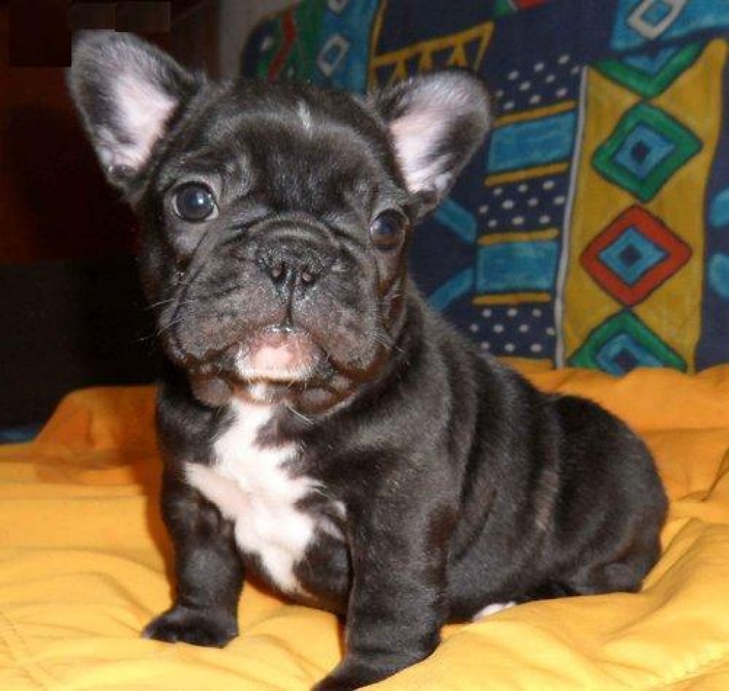 Bildschöne Französische Bulldoggen Babys - Hunde - Hamburg
