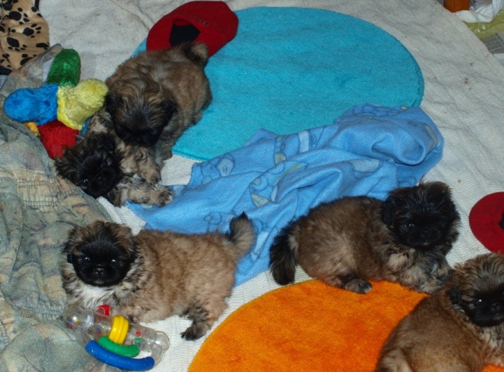 Pekingesenwelpen - Hunde - Damme