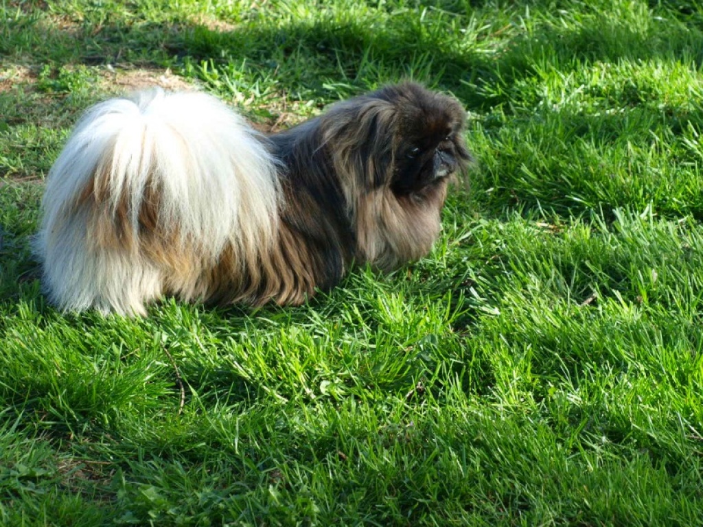 Pekingesenrüde - Hunde - Damme