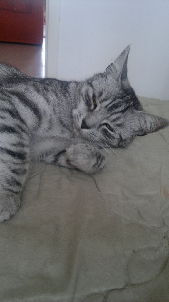 BKH-Mix mit Eckkratzbaum zu verkaufen - Katzen - Magdeburg