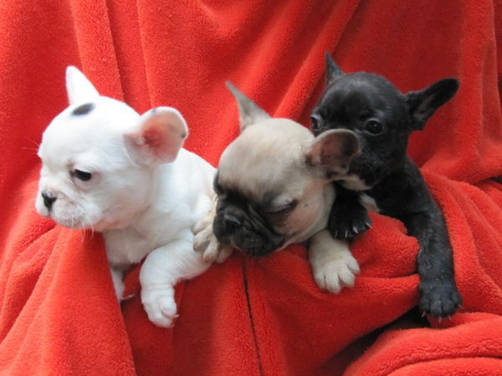 Französische Bulldoggen Welpen mit Papieren - Hunde - Berlin