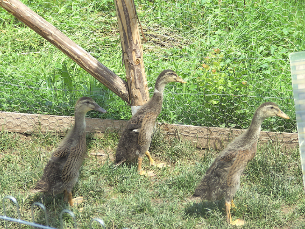 2 junge Laufentenpärchen - Nutztiere - Berglen