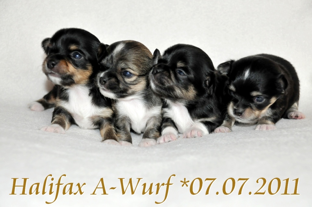 Wundervolle Chihuahuawelpen in tricolours wollen die Welt erobern ... oder Ihr H - Hunde - Kayhude