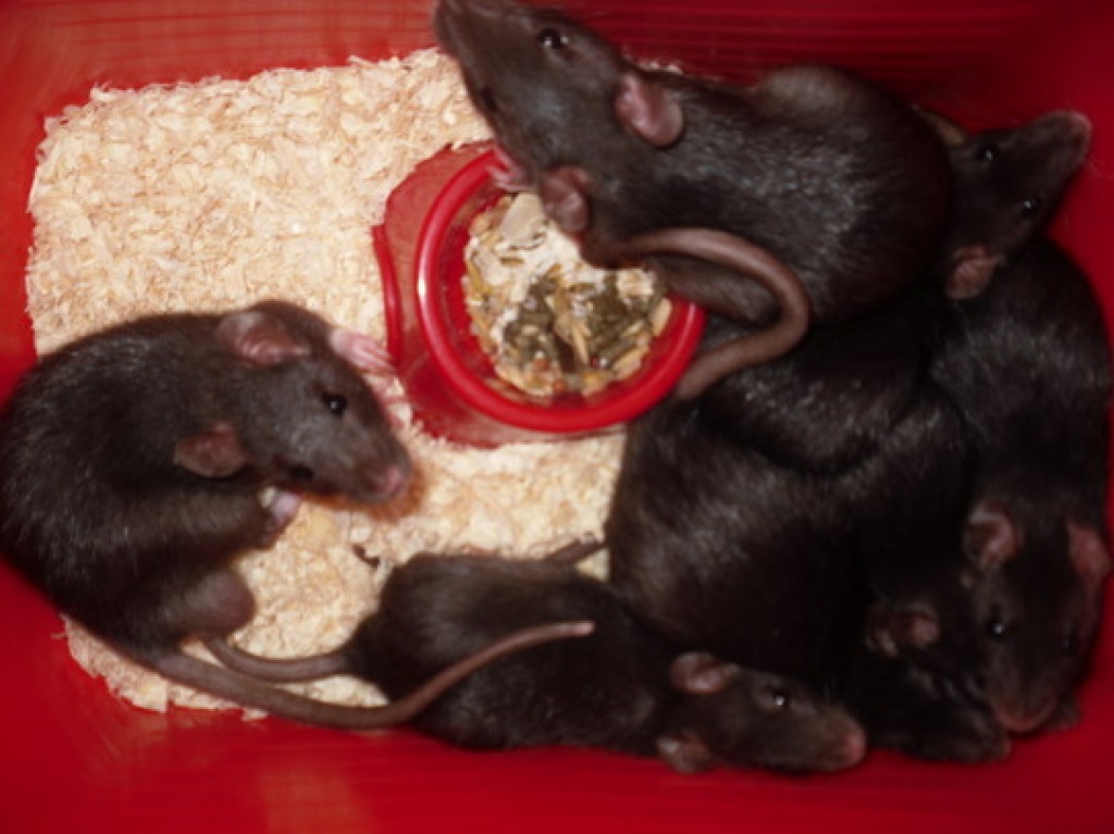 Süße kleine Schwarze Ratten zu Verkaufen!!! - Nagetiere - Bünde