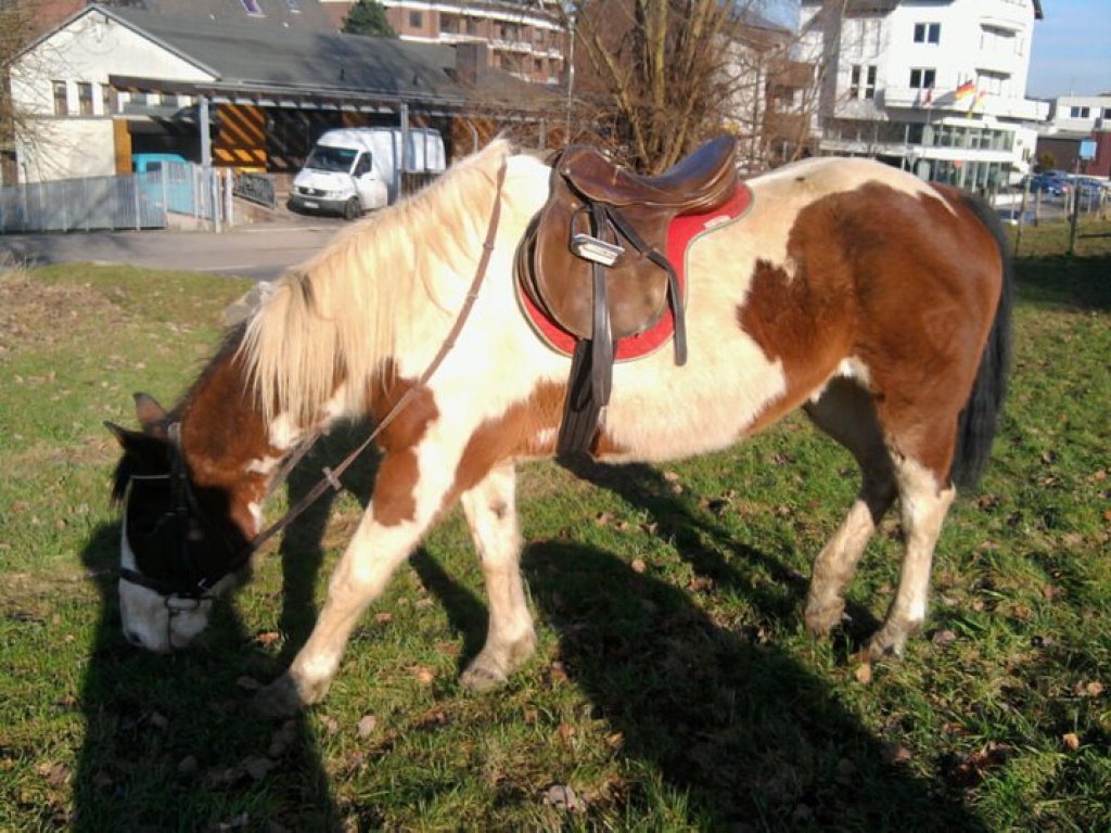 Super Verlasst Pferd - Pferde - Erkrath