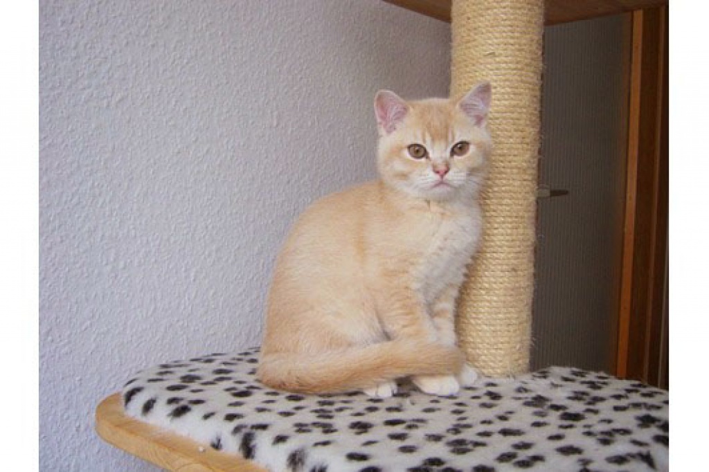 Süßer BKH Kater 13 Wochen alt in der Farbe Creme - Katzen - Boppard