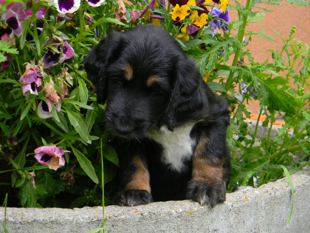 Afghanen Welpen - Hunde - Innsbruck